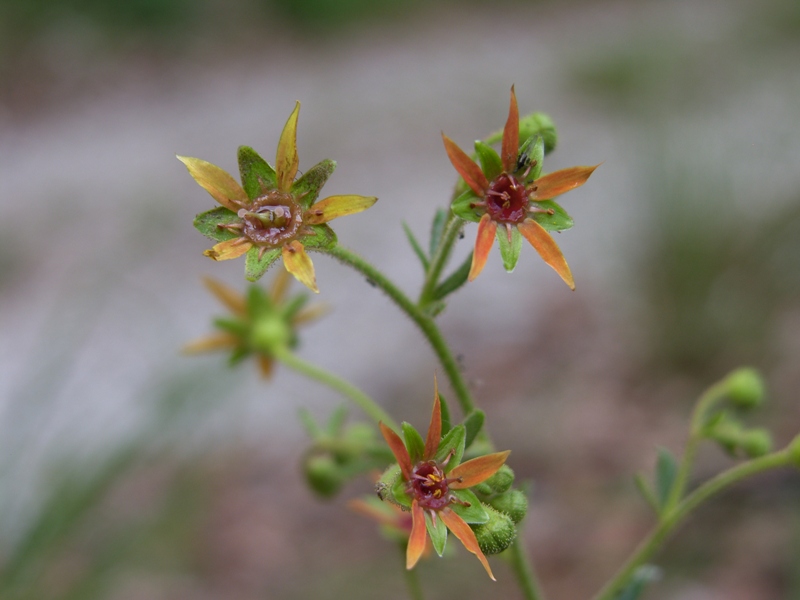 Saxifraga mutata / Sassifraga mutata